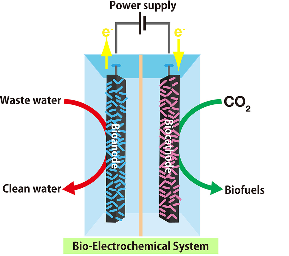 Energy Conversion/Generation by using Microbial Symbiosis