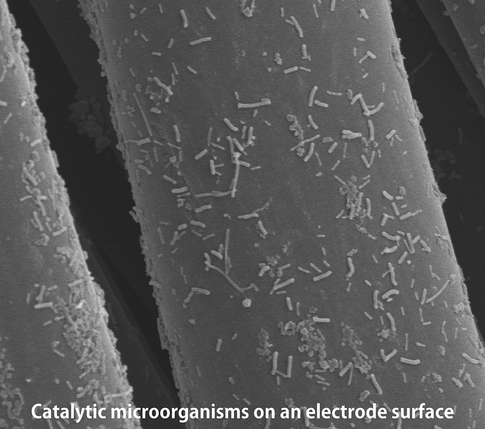 微生物を利用したエネルギー変換・生産