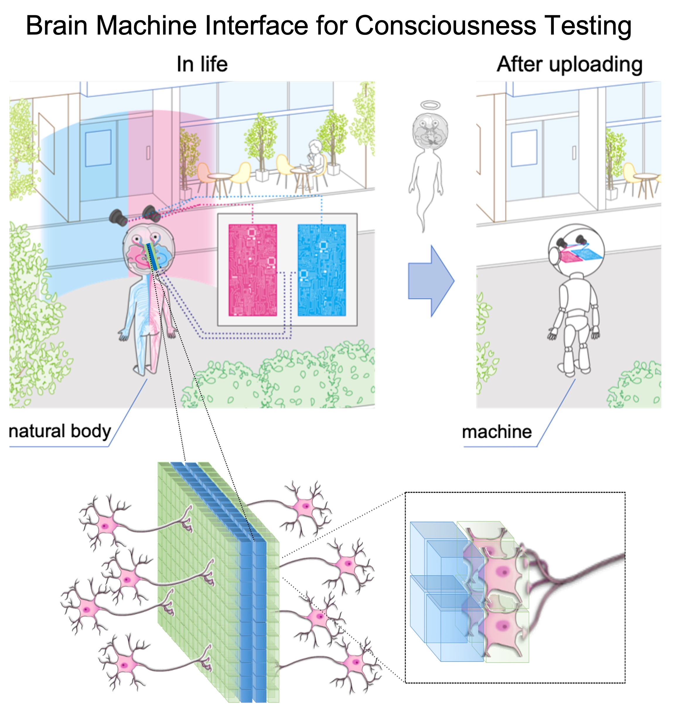 人工意識の開発による意識の神経メカニズムの解明